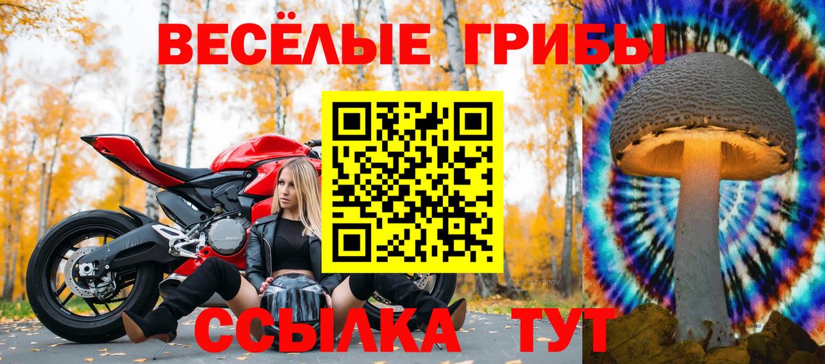 Галлюциногенные грибы GOLDEN TEACHER  Вход с VPN  Кизилюрт  Псилоцибиновые грибы Psilocybine cubensis 